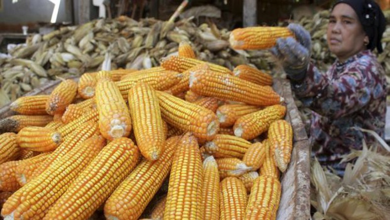 Indonesia Bakal Ekspor Jagung 200.000 Ton ke 3 Negara, Mana Saja?