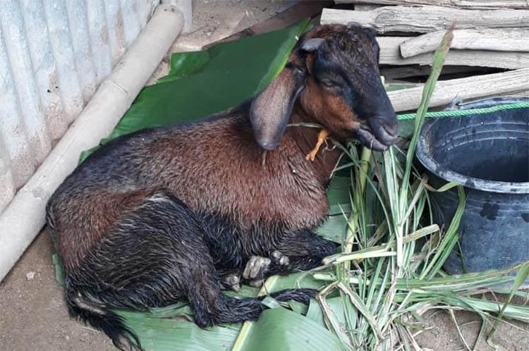 Tertimbun Longsor 4 Hari, Kambing Milik Warga Gunungkidul Ditemukan Masih Hidup