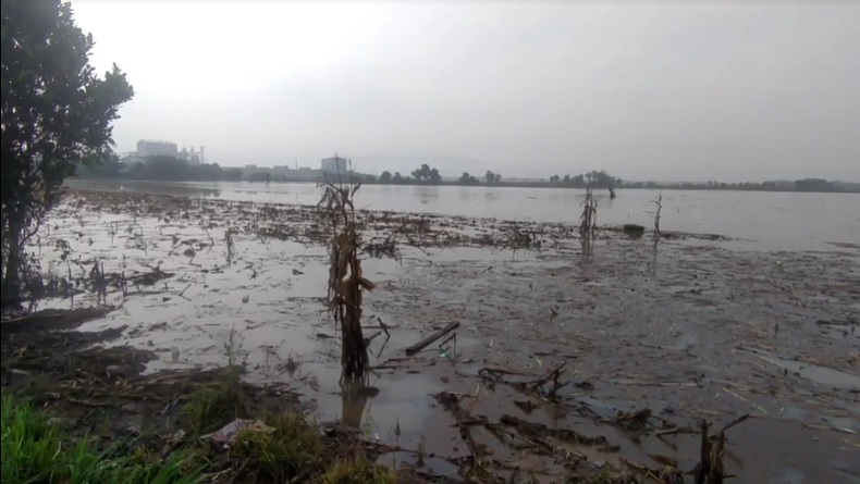 Banjir Mulai Surut, Belasan Hektare Ladang Sawah di Jombang Masih Terendam Air