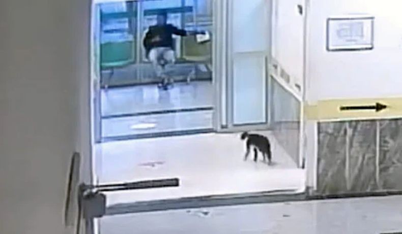 Terekam Kamera, Kucing Pincang Patah Kaki Masuk Rumah Sakit seolah Minta Pertolongan