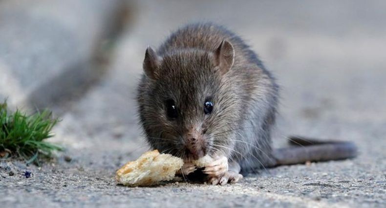 Wow, Tikus Makan 581 Kg Ganja Senilai Rp1,1 Miliar di Gudang Kantor Polisi