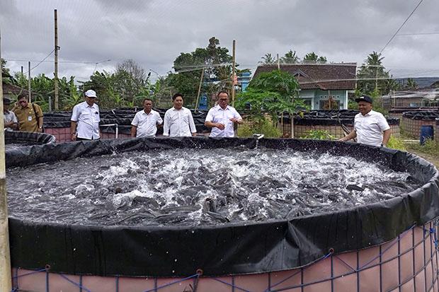 Permintaan Pasar Ikan Lele di Bantul Tinggi, Ternak Lele Bisa Jadi Bisnis Menggiurkan?