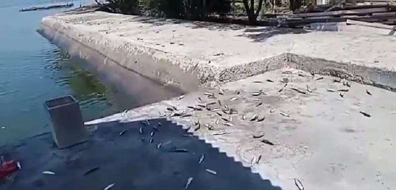 Viral Ribuan Ikan Lompat ke Daratan di Kepulauan Seribu