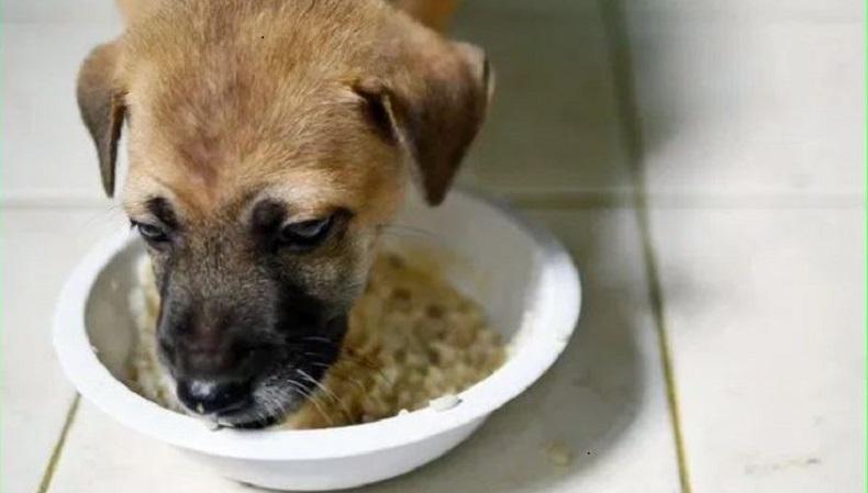 Duh! Adik Ipar Suapi Keponakan Pakai Mangkok Anjing, Sang Ibu Ngamuk