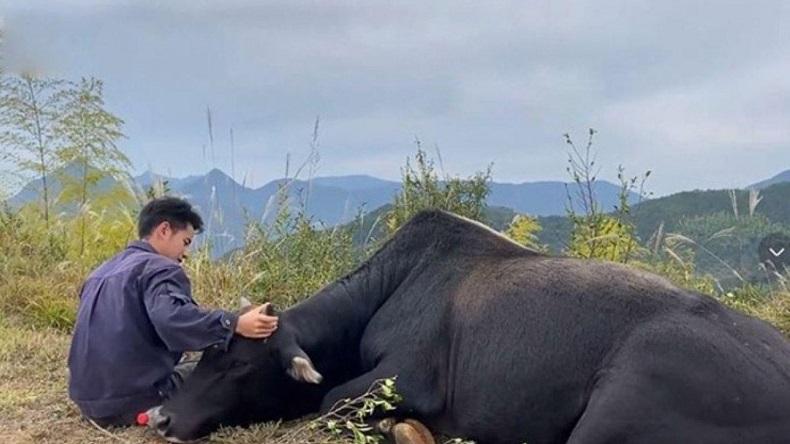 Kisah Sarjana Nekat Pulang Kampung untuk Beternak, Raih Penghasilan Rp400 Juta Setahun