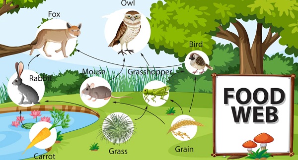 Rantai Makanan dan Jaring Makanan, Ini Perbedaan dan Penjelasannya