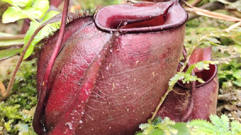 Lihat Lebih Dekat Tumbuhan Pemakan Serangga, Koleksi Kebun Raya Bogor