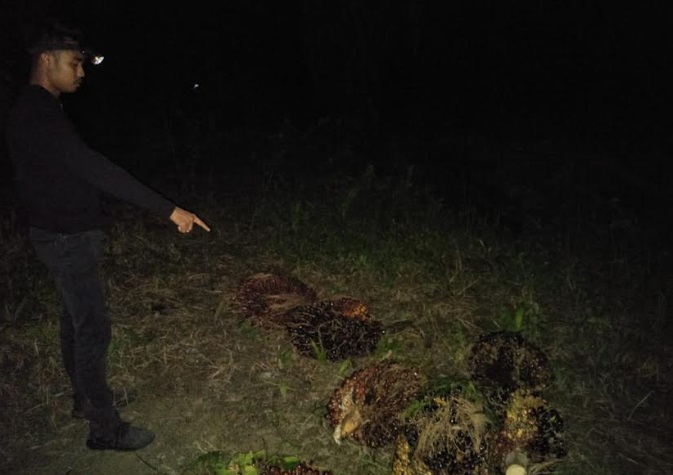 Curi 46 Tandan Buah Sawit, Pria di Way Kanan Ditangkap Polisi