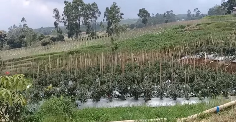 Pengusaha Sayur Asal Majalengka Ini Bisa Raup Pendapatan Seharga 1 Mobil dari Sekali Panen Raya