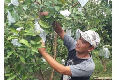 Kisah Sukses Petani Milenial Majalengka Budi Daya Jambu Kristal, Sekali Panen Raup Rp1,2 Miliar