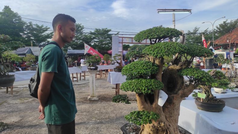Sederet Bonsai Endemik Bangka Barat, Harganya Ada yang Dibanderol hingga Puluhan Juta Rupiah