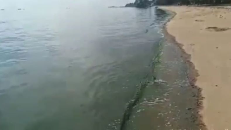 Fenomena Air Laut Pantai Pasir Kuning Berubah Warna, DKP Bangka Barat Tunggu Hasil Laboratorium