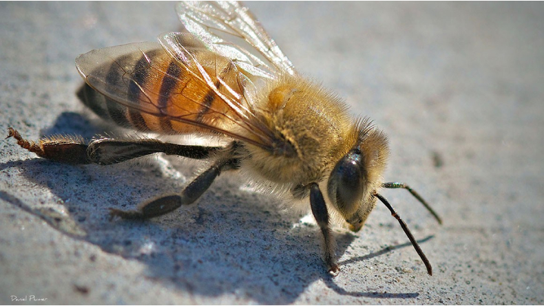 5 Hewan yang Lahir dari Rekayasa Genetika, Ada Ikan Glow in The Dark Sampai Serangga Mematikan!