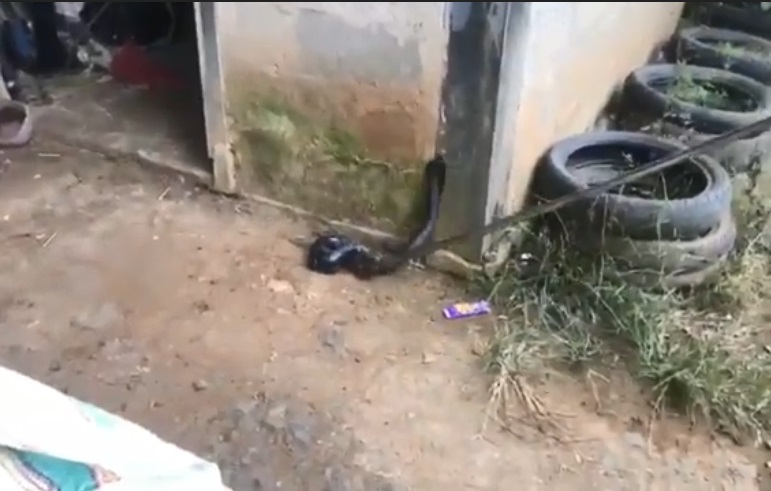 Ular Kobra Masuk Rumah Warga di Nunukan, Pemilik Panik