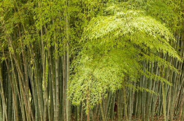 Bagaimana Cara Pohon Bambu Beradaptasi dengan Lingkungannya? Ini Jawabannya