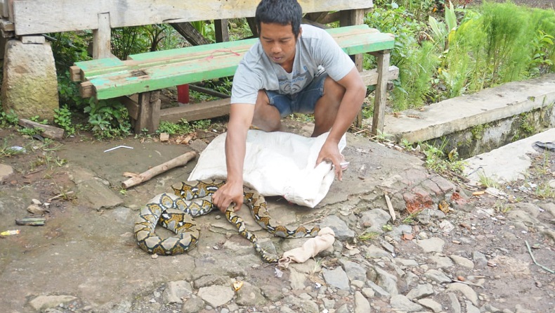 Warga Maroko Garut Geger, Ular Piton 3 Meter Muncul di Teras Masjid