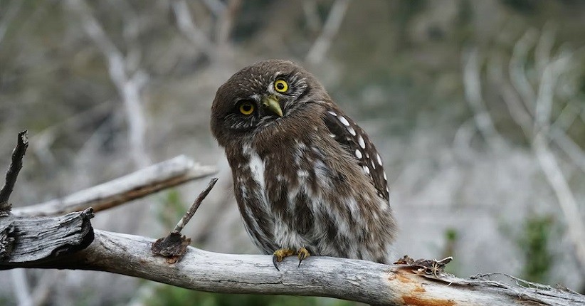 Hewan Paling Setia pada Pasangan, Ada yang Temani hingga Mati