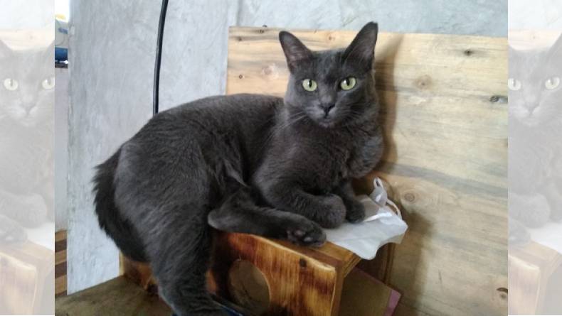 Kasus Flu Burung Muncul Lagi di Korsel, Terdeteksi pada Kucing