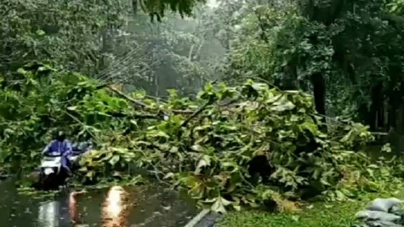 Diguyur Hujan Deras, Pohon Tumbang Macetkan Jalan di Pemalang