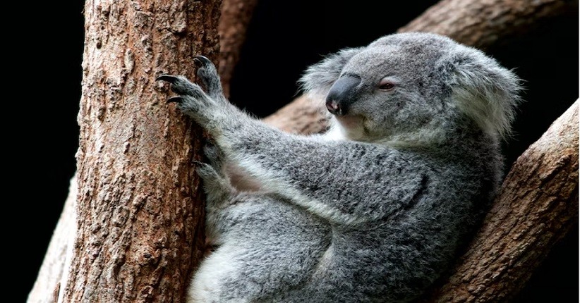 Ini Dia Hewan Paling Lambat di Dunia Selain Kura-Kura