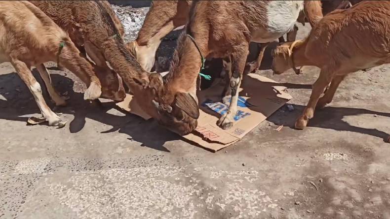 Unik, Kambing di Pulau Bungin NTB Doyan Makan Kertas hingga Kardus