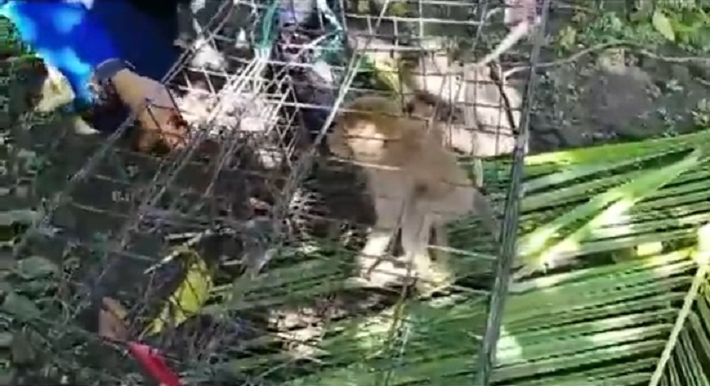 Bikin Resah, Kera Liar Dievakuasi dari Permukiman Warga Bondowoso