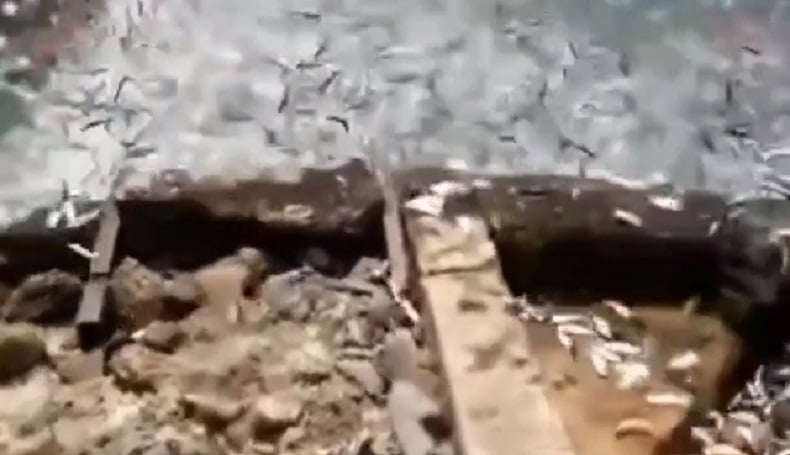 Fenomena Ribuan Ikan Berlompatan di Kepulauan Seribu, Ini Penyebabnya