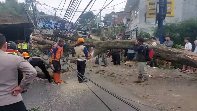 Pohon Tumbang Tutup Jalur Wisata Lembang KBB, Lalu Lintas Sempat Macet Parah