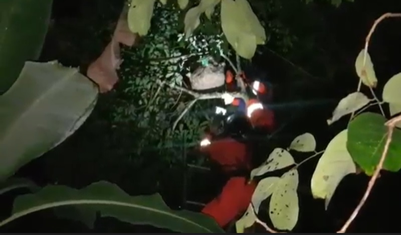 Petugas Damkar Evakuasi Sarang Tawon Vespa Jumbo di Atas Pohon Rambutan Warga