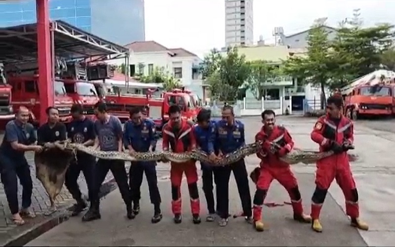 Ular Piton 8 Meter Dievakuasi dari Plafon Rumah Warga, 1 Petugas Damkar Terluka