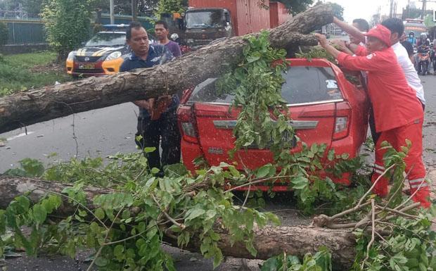 Pohon Tumbang Timpa Mobil di Jalan Parangtritis, 2 Wisatawan Luka-luka 