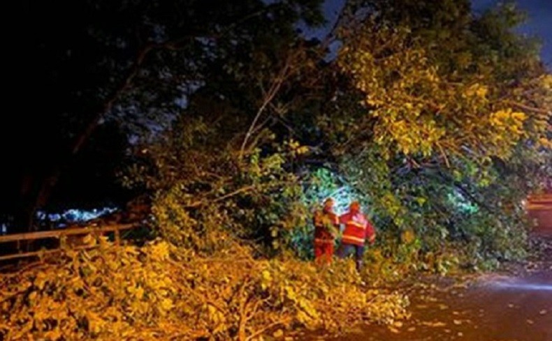 Pohon Tumbang di Denpasar, Seorang Pengendara Mobil Tewas Terjepit