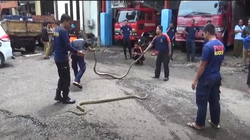 Petugas Damkar Parepare Tangkap Sepasang Ular Piton Sepanjang 3 Meter