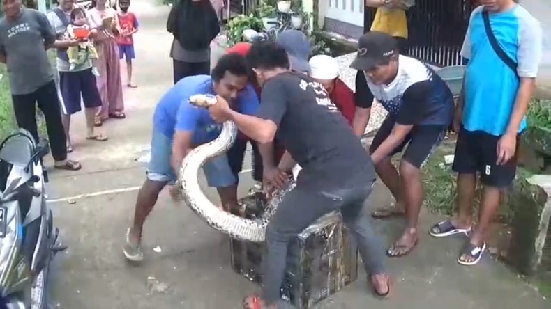 Heboh Warga Cikarang Temukan Ular Piton 4,5 Meter Berbobot 48 Kg, 1 Warga Luka Digigit
