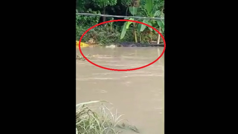 Warga Lombok Tengah Dihebohkan Penampakan Buaya Sepanjang 5 Meter di Sungai