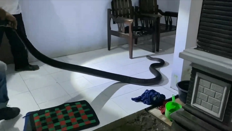 Ular King Kobra Jumbo Masuk Rumah Bikin Geger Warga Trenggalek, Evakuasi Dramatis