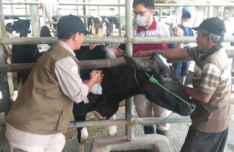 Wabah PMK Berdampak terhadap Produksi Susu Sapi di Boyolali Turun, Begini Kondisinya