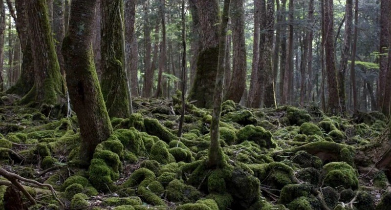 Fakta Hutan Aokigahara di Jepang Paling Menakutkan, Sekali Masuk Sulit Keluar Kembali