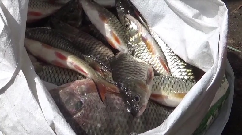 Ribuan Ikan di Telaga Ngebel Ponorogo Mati Mendadak, Diduga Keracunan Belerang