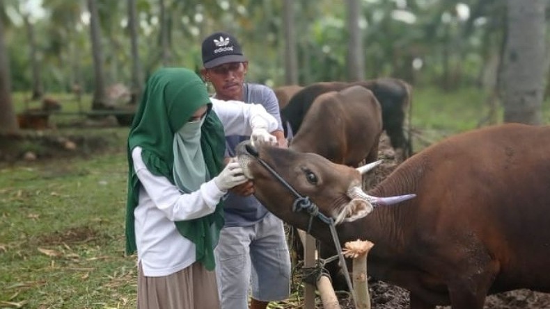 Waduh, 83 Ekor Sapi di Kabupaten Cirebon Terjangkit Virus LSD