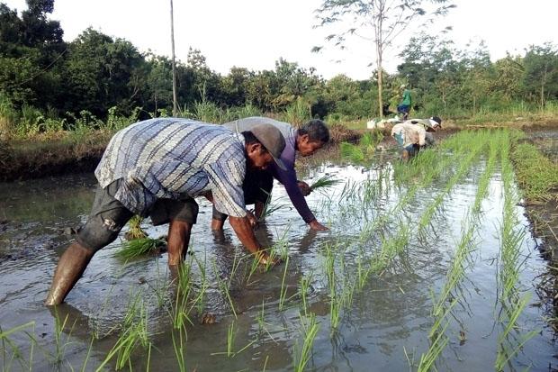 DIY Surplus Beras 100 Persen, DPKP DIY: Jogja Mampu Hadapi Ancaman Krisis 2023