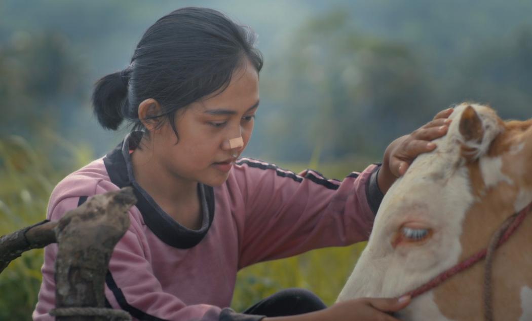 Bisakah Perempuan Sukses Ikut Karapan Sapi? Nonton Vision+ Originals Piknik Pesona: Marsiti dan Sapi-Sapi 
