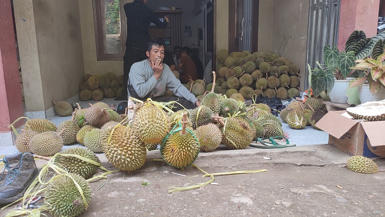 Durian Palabuhanratu Sukabumi Laris Manis, Tengkulak di Cikakak Raup Omzet Rp75 Juta