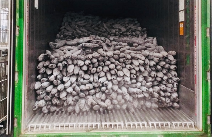 Awal Januari 2023, Perikanan Indonesia Geber Ekspor 205 Ton Ikan Cakalang ke Jepang