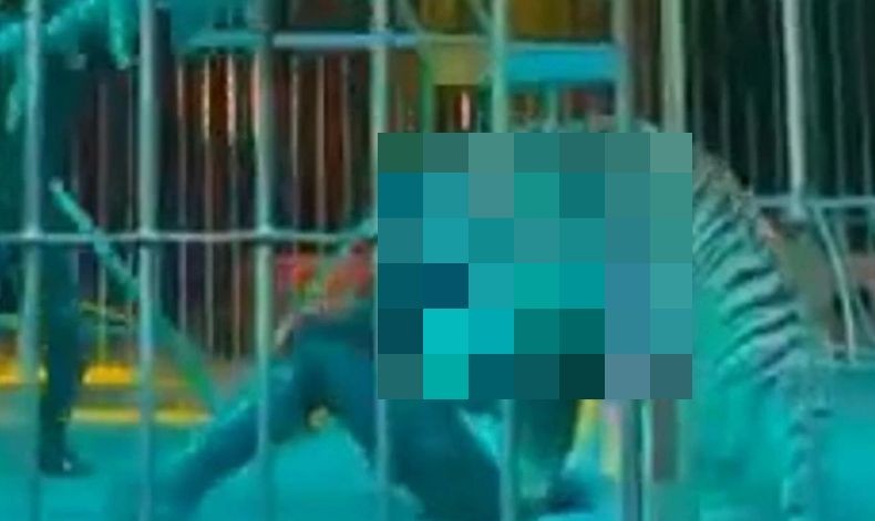 Momen Horor Petugas Sirkus Diterkam Harimau di Hadapan Penonton