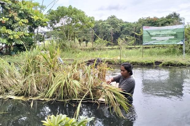 Melihat Sistem Apung ala UMY, Solusi Tanam Padi di Lahan Gambut
