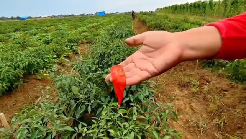 Tanaman Cabai di Gegesik Cirebon Membusuk, Petani Hanya Panen 20 Kg per Petak