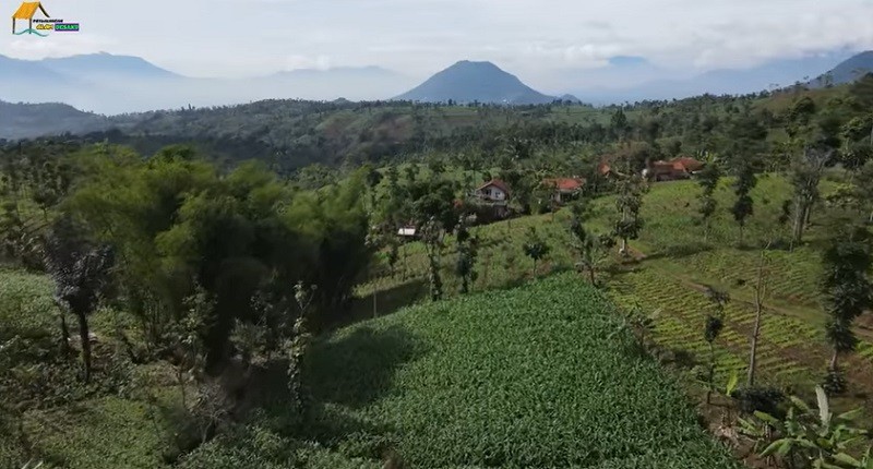 Kampung Terpencil yang Indah di Garut, Banyak Hamparan Jagung Berkat Tangan Rapuh si Emak