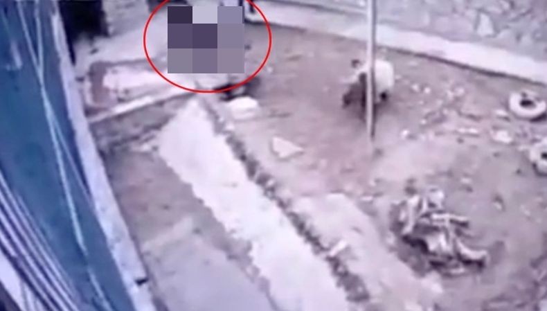 Ngeri, Penjaga Kebun Binatang Tewas Diterkam Beruang gegara Lupa Tutup Kandang