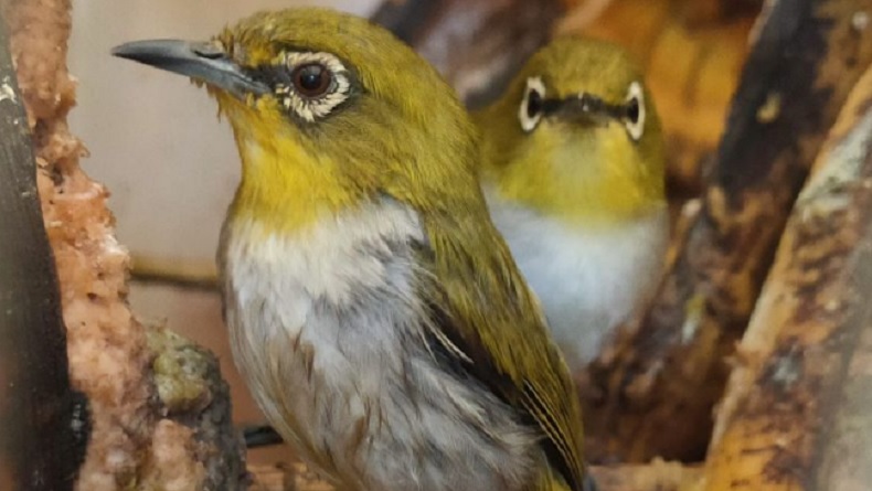 Penyelundupan Puluhan Ribu Burung Digagalkan Sepanjang 2022 di Lampung